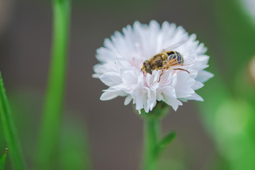 A little bee collects nectar from a white flower on a sunny day in the summer.