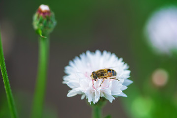 A little bee collects nectar from a white flower on a sunny day in the summer.