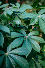 cassava leaves in the garden