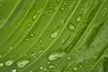 Water morning raindrops on the leaves of the green tree and bushes. Rain on a cloudy and sad day in garden.