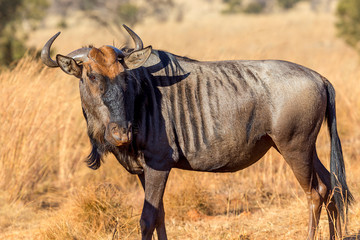 single african blue or black wildebeest
