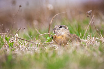 Naklejka na ściany i meble European ground squirrel (Spermophilus citellus) in his natural environment eating grass