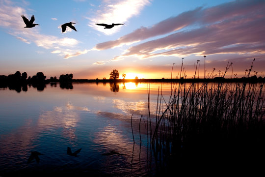 Pellicans Flying Over Beautiful Sunset