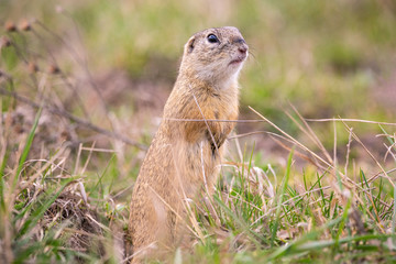 Naklejka na ściany i meble European ground squirrel (Spermophilus citellus) standing in his natural environment 