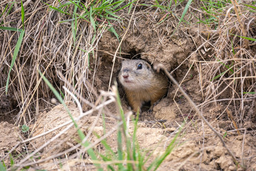 European ground squirrel (Spermophilus citellus) in his natural environment standing in front of his burrow