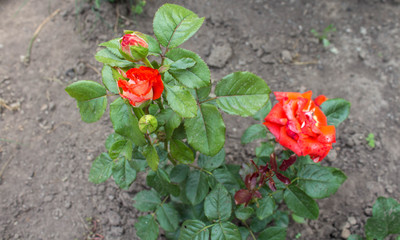 a beautiful red wild rose growing in the garden