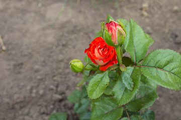 a red wild rose growing in the garden