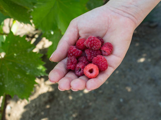a ripe juicy raspberries in women hand