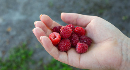 a ripe juicy tasty raspberries in the hand of a girl
