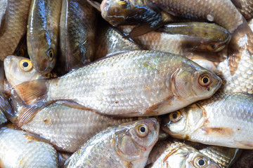 Texture of scales of the fresh river fish caught early in the morning. Ready photo background. Macro.