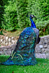 Obraz premium peacock in park