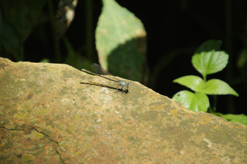 Close Up of Blue Dragon Fly on a Rock