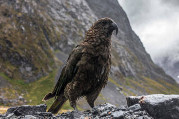 One of the Kea models 