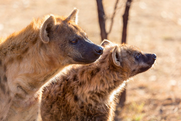 head detail of an african spotted hyena