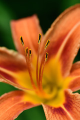 closeup of lily