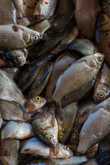 Texture of scales of the fresh river fish caught early in the morning. Ready photo background. Macro.