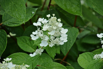Water Drops on a White Flower