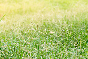 Closeup of green leaf on blurred background in garden with copy space using as background,fresh wallpaper concept.