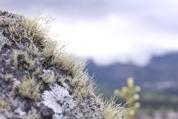 Detalle Vegetaci&oacute;n 