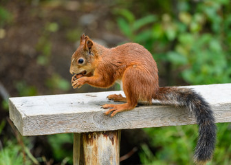 Naklejka na ściany i meble The little red-haired Eurasian squirrel gnaws a nut. Apatity, Kola Peninsula, Russia.