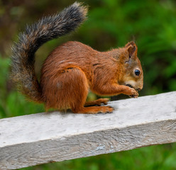 Little red eurasian squirrel a sunny day. Apatity, Kola Peninsula, Russia.