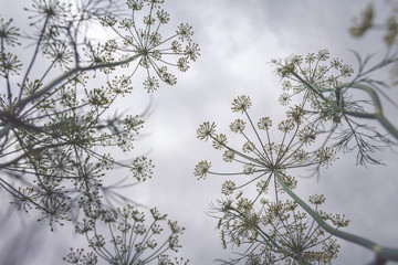 Plants bottom up view shadow on sky background