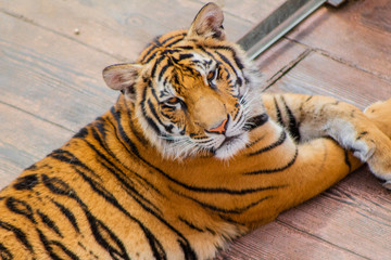 a hippo enjoying and walking around its enclosure with green grass
