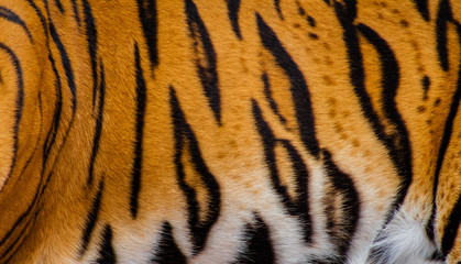 a hippo enjoying and walking around its enclosure with green grass