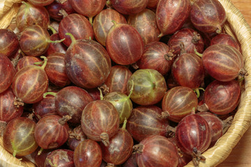 Freshly picked gooseberry in the straw basket close-up. Concept of vegan dessert.