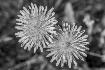yellow dandelions