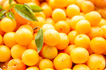 yellow plum mirabelle close-up. Summer fruit season.harvest.