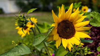 sunflower in field
