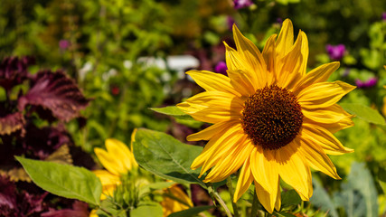 sunflower in garden