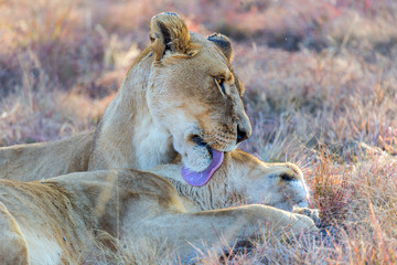 Naklejka premium female lioness reclined in the shade