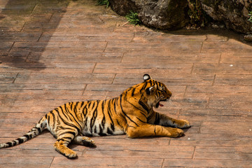 a hippo enjoying and walking around its enclosure with green grass