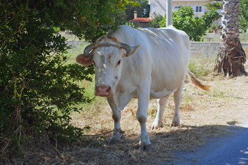 cow and calf