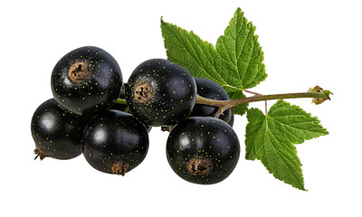 Fresh black-currants with leaf isolated on white background with clipping path