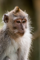 Obraz premium Face of macaque
