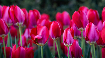 Obraz premium Tulips Abound!