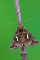 owlet moth - Dewick's Plusia - Macdunnoughia confusa
