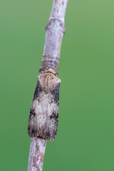 owlet moth - Shuttle-Shaped Dart - Agrotis puta