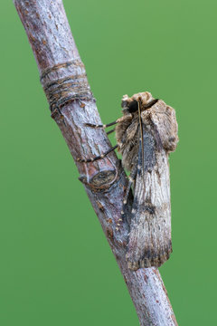 owlet moth - Shuttle-Shaped Dart - Agrotis puta