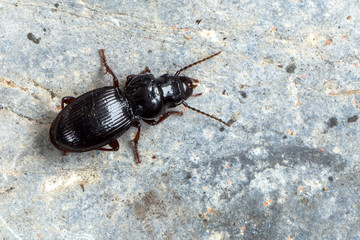 a Ground beetle - Molops piceus