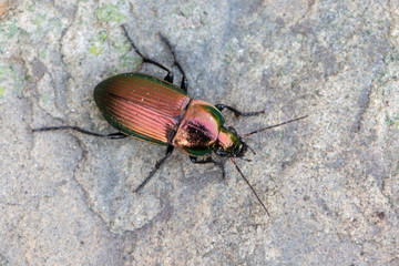 a Ground beetle - Poecilus versicolor
