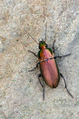 a Ground beetle - Poecilus versicolor