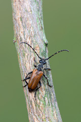 a Longhorn beetle - Corymbia maculicornis