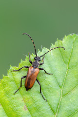 a Longhorn beetle - Corymbia maculicornis
