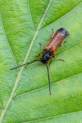 a Longhorn beetle - Tetrops praeustus