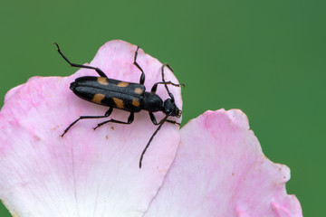 a Longhorn beetle - Anoplodera sexguttata