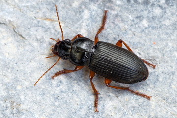 a Ground beetle - Pseudoophonus rufipes